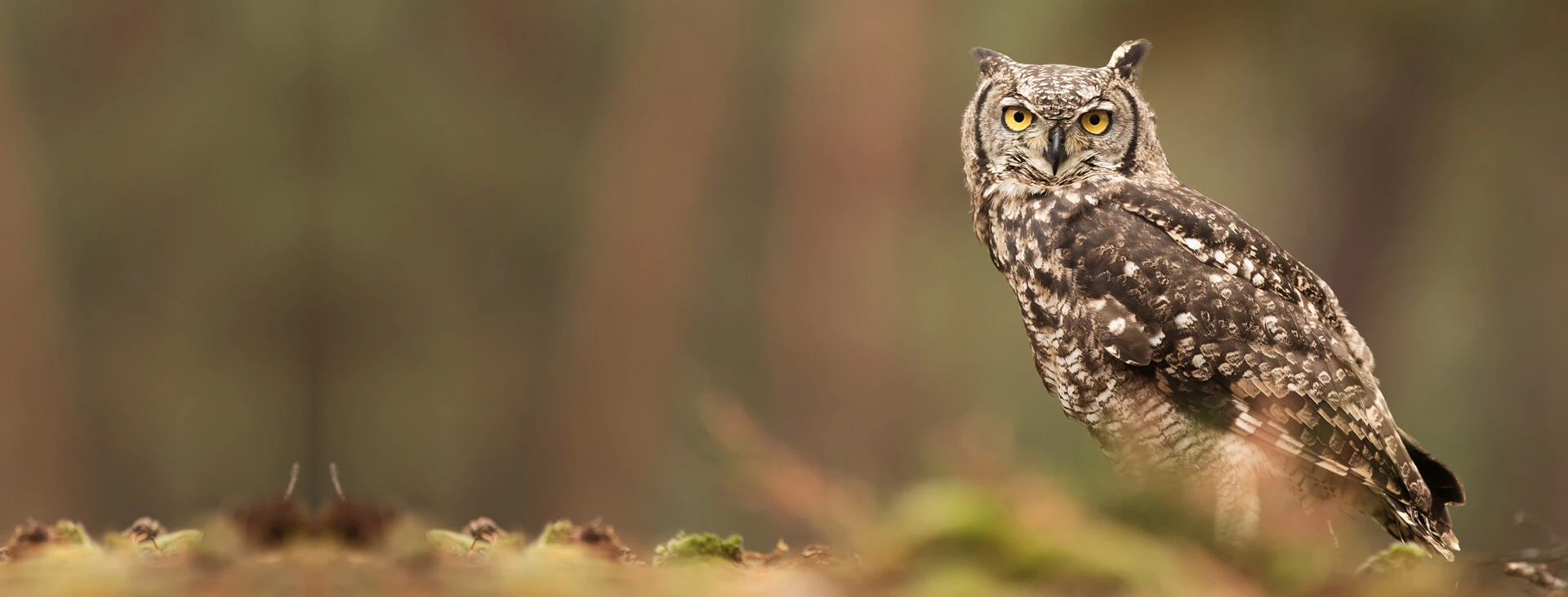 Custom, handmade Owl Houses built from reclaimed wood