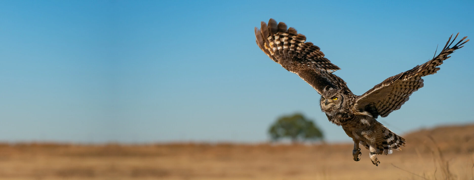 Custom, handmade Owl Houses built from reclaimed wood
