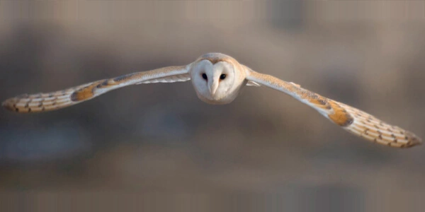 Barn Owl nest boxes