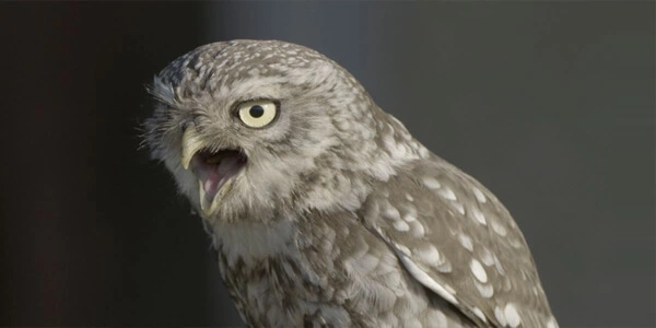 Nest boxes for other species